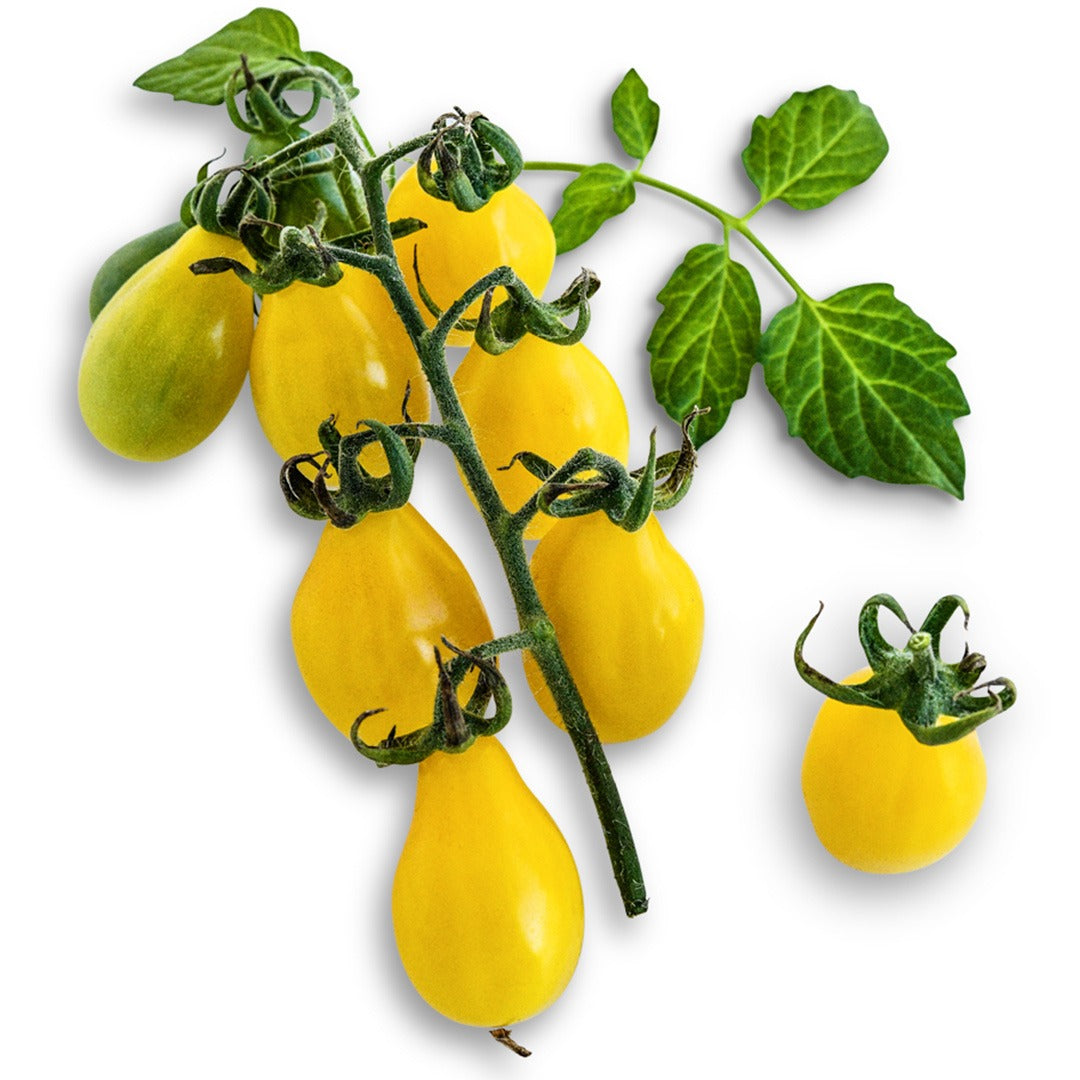 A cluster of Yellow Pear Tomatoes on a white background.