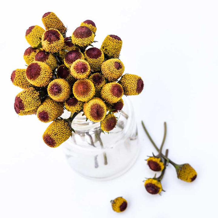 Several Bullseye Toothache Plant heads in a glass jar on a white background.