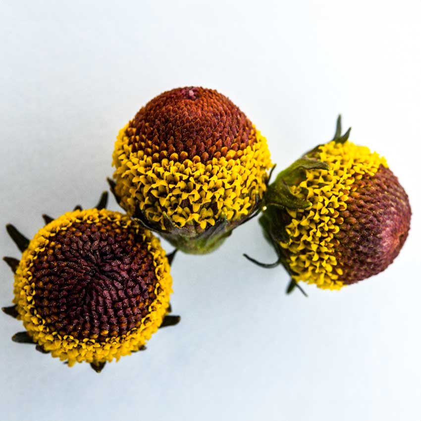 3 Bullseye Toothache Plant heads on a white background.