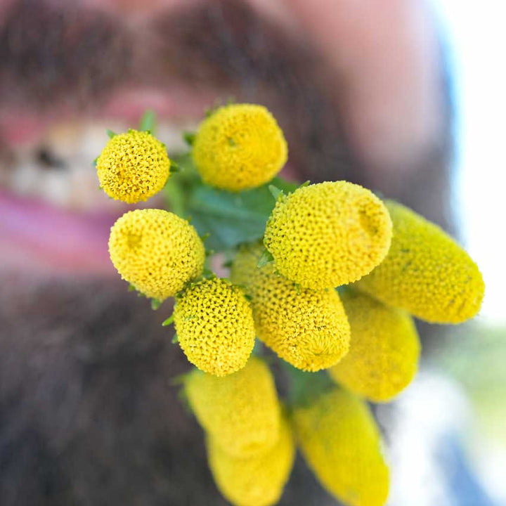 Closeup of Yellow Toothache Plant held in the teeth of a gardener.