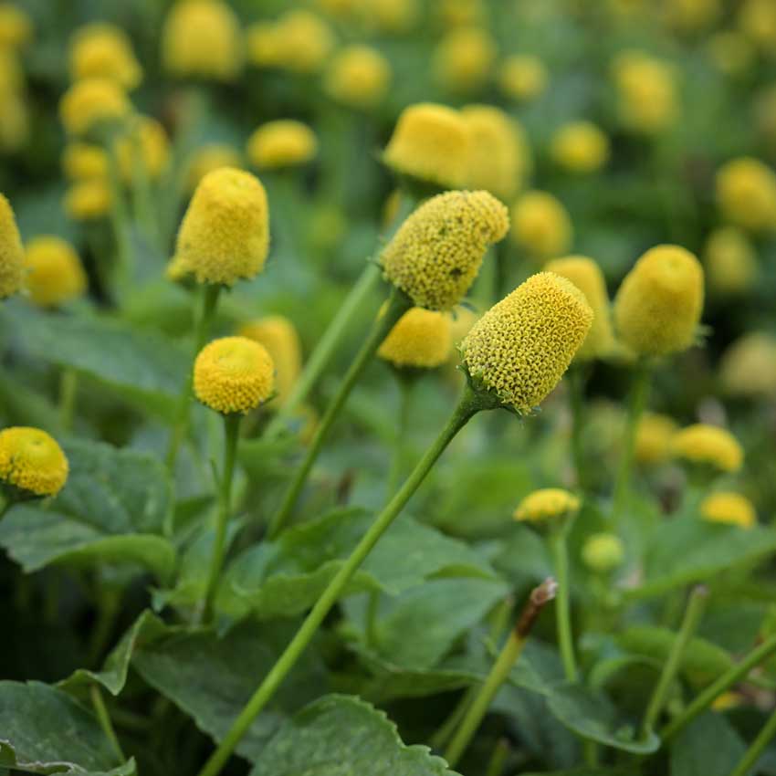 Closeup of Yellow Toothache Plant growing in the garden.