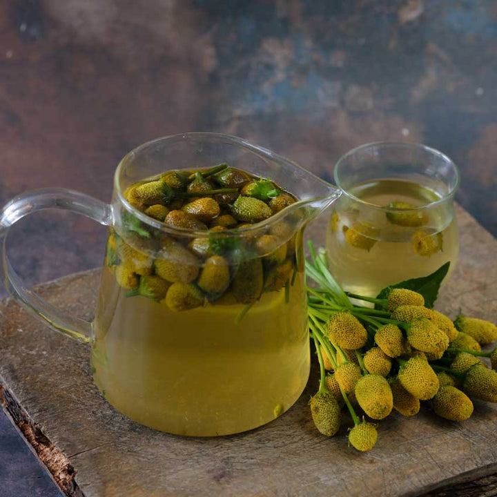 A clear glass pitcher and a small glass hold a bunch of Toothache Plant Yellow tea.