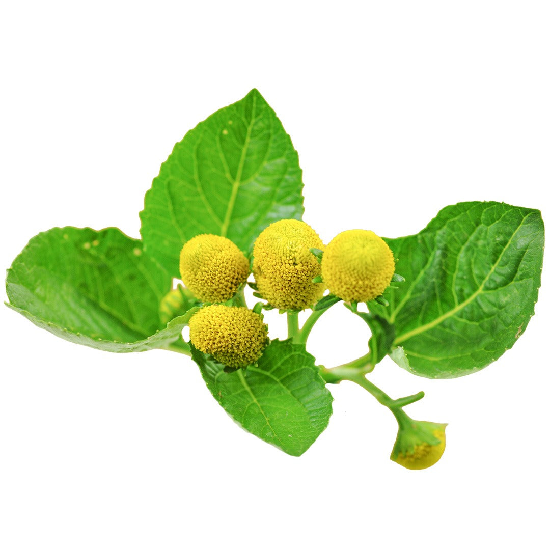 Yellow Toothache on a white background.