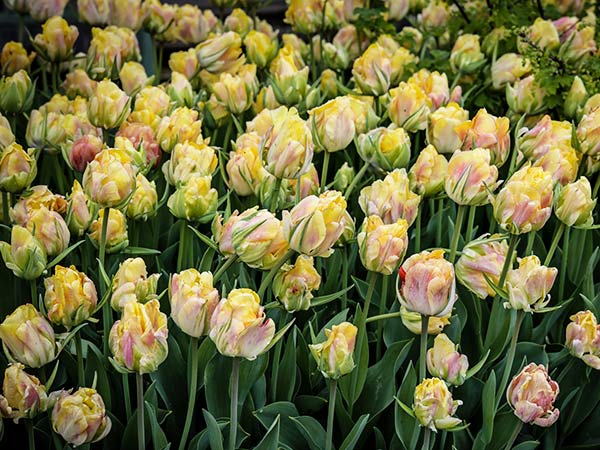 Tulip Bulbs, Akebono (10 Bulbs)