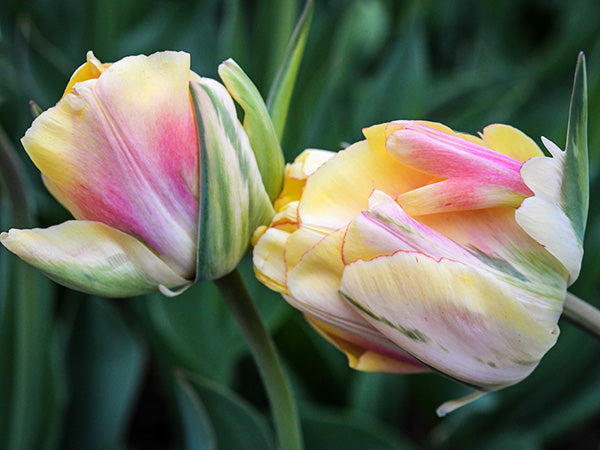 Detail of Akebono Tulip blooms in the tile garden at Baker Creek.