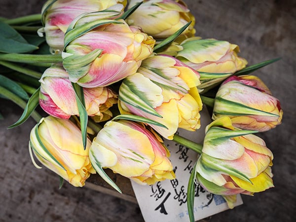 Detail of Akebono Tulip bouquet reclining on vintage wooden background with Japanese postcard.