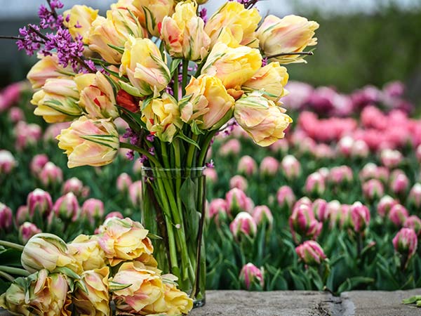 Tulip Bulbs, Akebono (10 Bulbs)