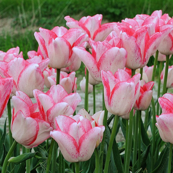 Beautytrend Tulips are blooming in the garden. Image courtesy of Fluwel.