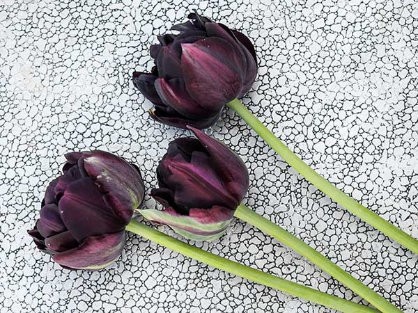 Tulip Bulbs, Black Hero (10 bulbs)