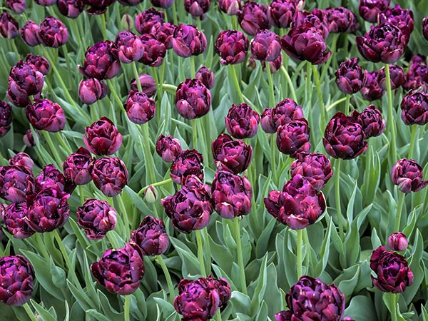 Tulip Bulbs, Black Hero (10 bulbs)