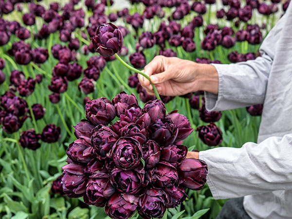 Tulip Bulbs, Black Hero (10 bulbs)