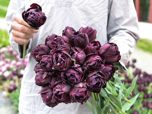 Tulip Bulbs, Black Hero (10 bulbs)