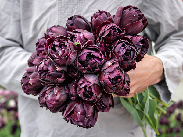 Tulip Bulbs, Black Hero (10 bulbs)