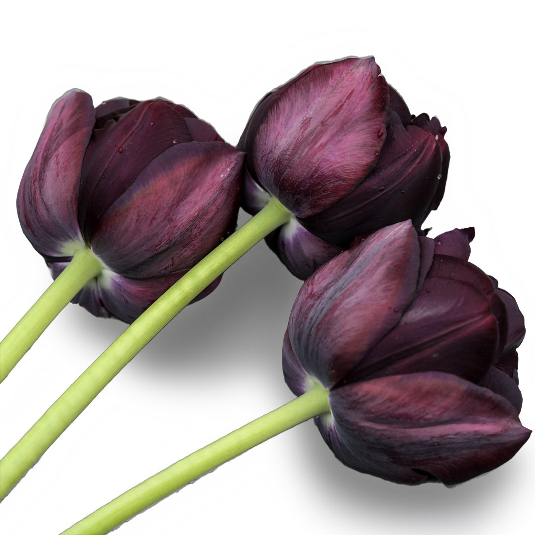 3 Black Hero Tulips displayed on a white background