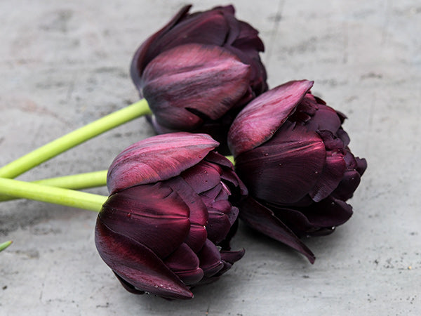 Profile view of a trio of Black Hero Tulips on a slate background.