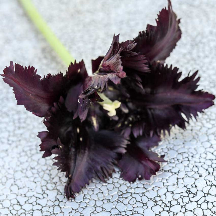 Close-up detail of a center view of a Black Parrot Tulip on metal.