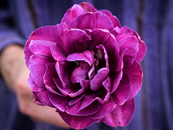 Hand holding a single Blue Diamond Tulip.