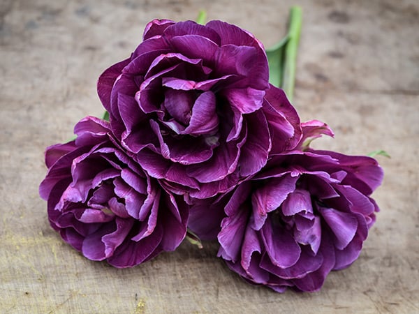 Inside view of three multi-petaled Blue Diamond Tulips on a wooden background.