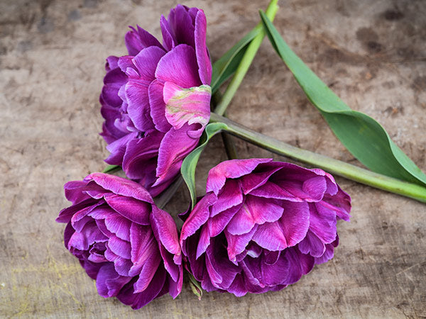 Side view of three Blue Diamond Tulips on wooden background.