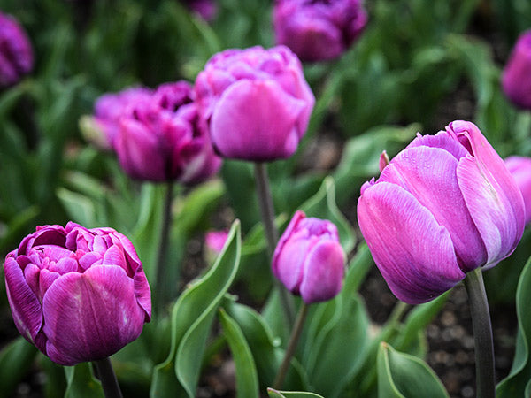 Blue Diamond Tulips bloom profusely in the Baker Creek gardens.