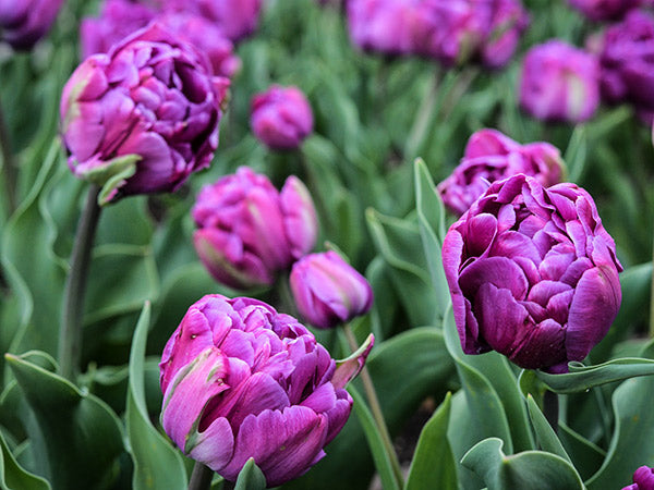 Blue Diamond Tulips blooming in the flower beds at Baker Creek.