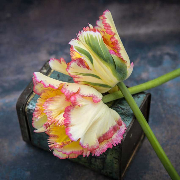 Profile view of a couple of Caribbean Parrot Tulip blooms on a rustic background.