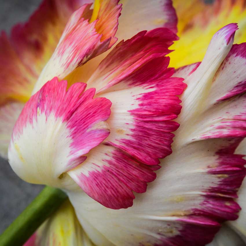 Macro detail of the Caribbean Parrot Tulip petals that resemble feathers.