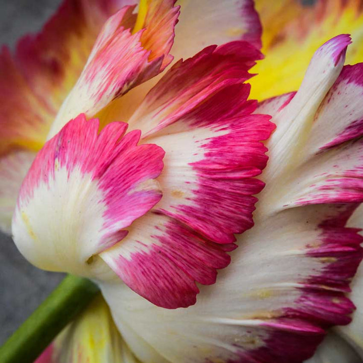 Macro detail of the Caribbean Parrot Tulip petals that resemble feathers.