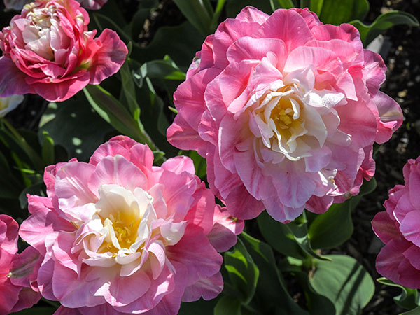 Tulip Bulbs, Double Sugar (10 bulbs)