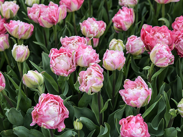 Tulip Bulbs, Double Sugar (10 bulbs)