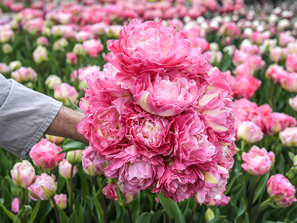 Tulip Bulbs, Double Sugar (10 bulbs)