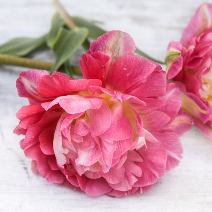 Double Sugar Tulip blooms recline on whitewashed wooden background.