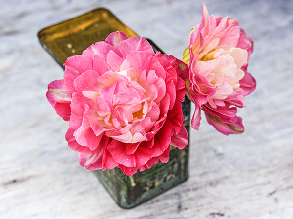 A couple of Double Sugar Tulips blooms in an old tea tin.