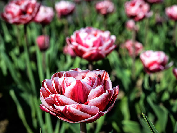 Drumline Tulips in full bloom in the garden.