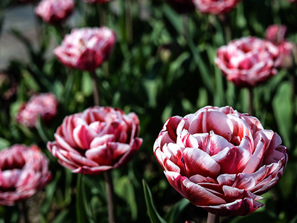 The sun hits some happy Drumline Tulip flowers in the garden at Baker Creek.