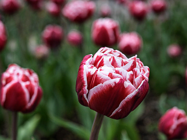 Semi-open Drumline Tulip blooms in the garden flower bed.