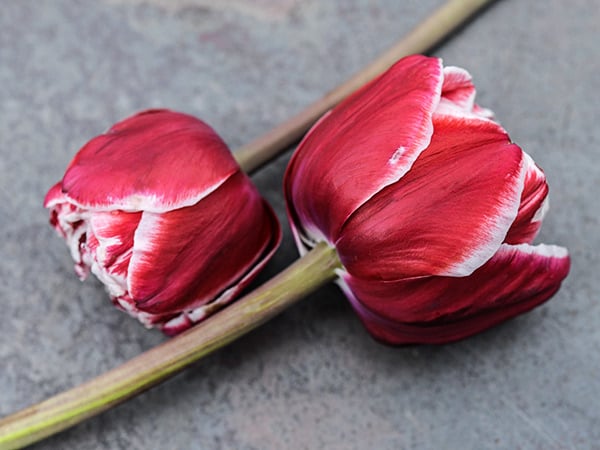 Profile view of two Drumline Tulips on slate background.