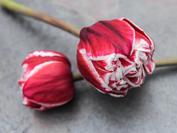 Two tight blooms of Drumline Tulip flowers on a slate background.