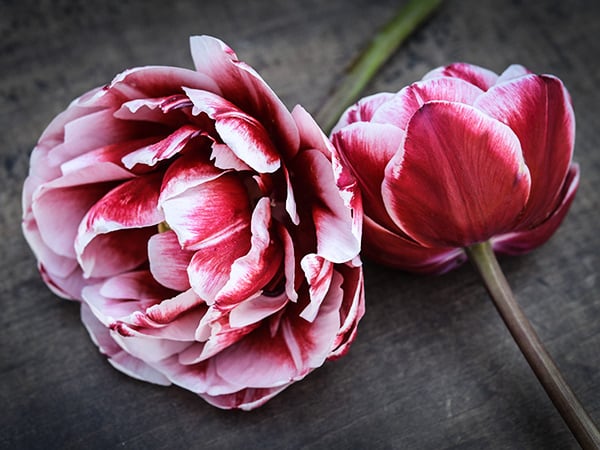 A duo of Drumline Tulips in full bloom on a wooden background.