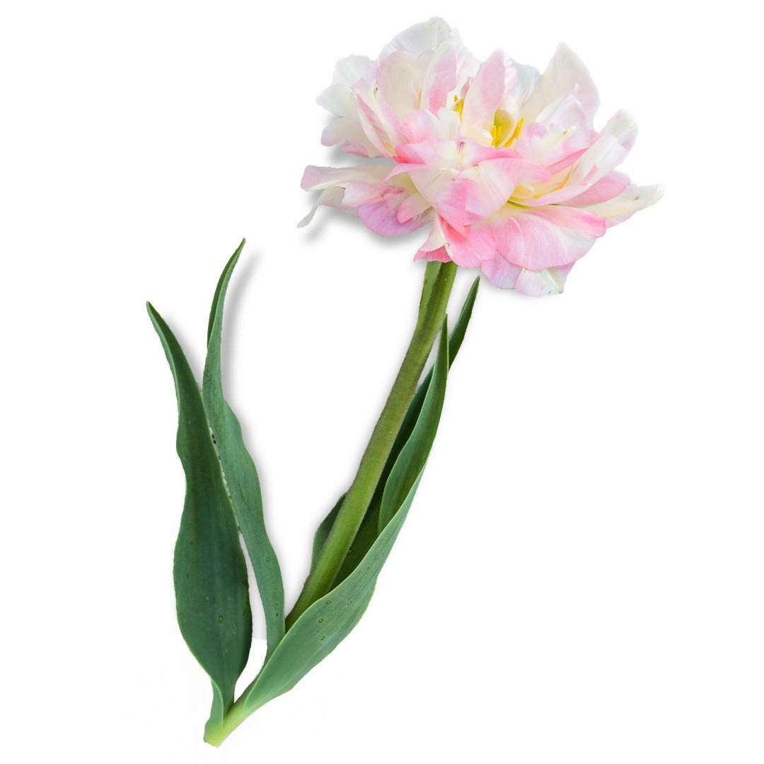 Tulip Bulbs, Finola (10 bulbs)