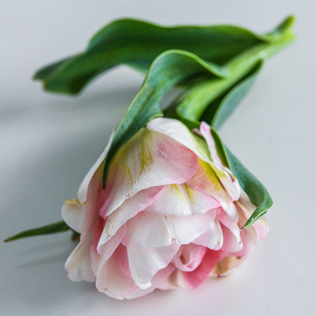 Tulip Bulbs, Finola (10 bulbs)