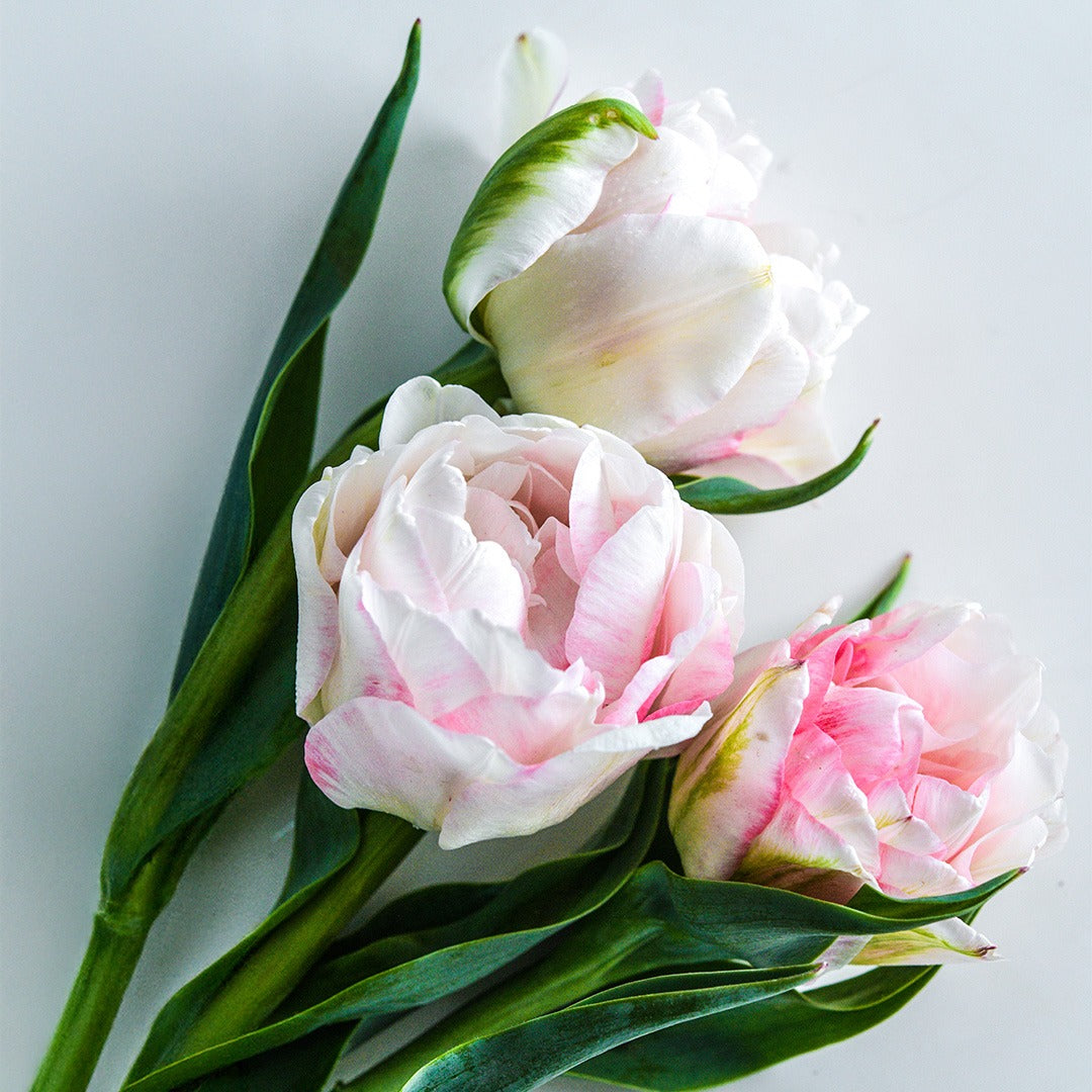 Tulip Bulbs, Finola (10 bulbs)