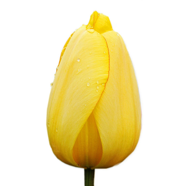 A single Golden Parade Tulip flower against a white background.