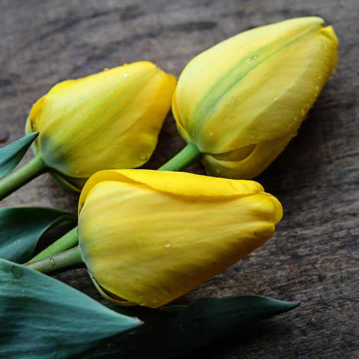 A close-up of three Golden Parade Tulips on a wooden background.