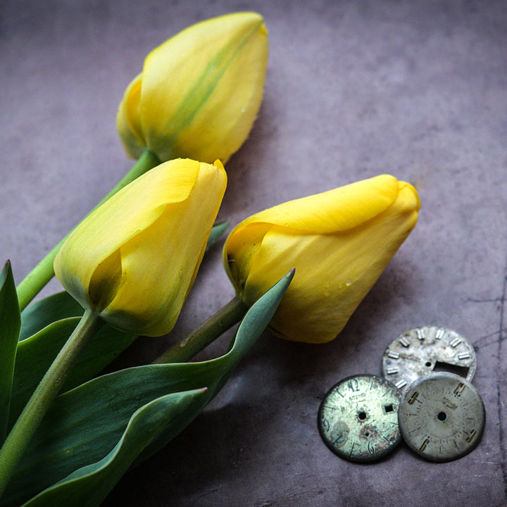 A trio of Golden Parade Tulips with watch faces arranged on a dark brown background.