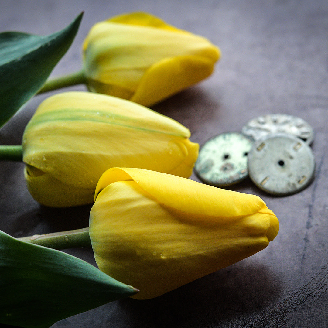 A macro view of Golden Parade Tulips on a dark brown background.