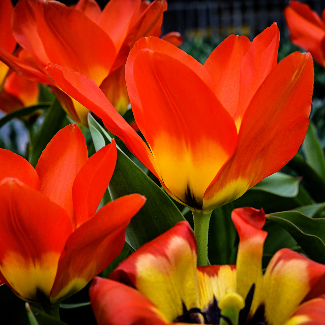Juan Tulips blooming in the gardens at Baker Creek in Mansfield, Missouri.