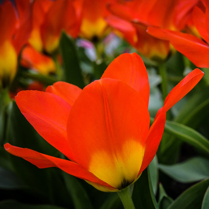 A profile view of a Juan Tulip blooming in the gardens at Baker Creek.
