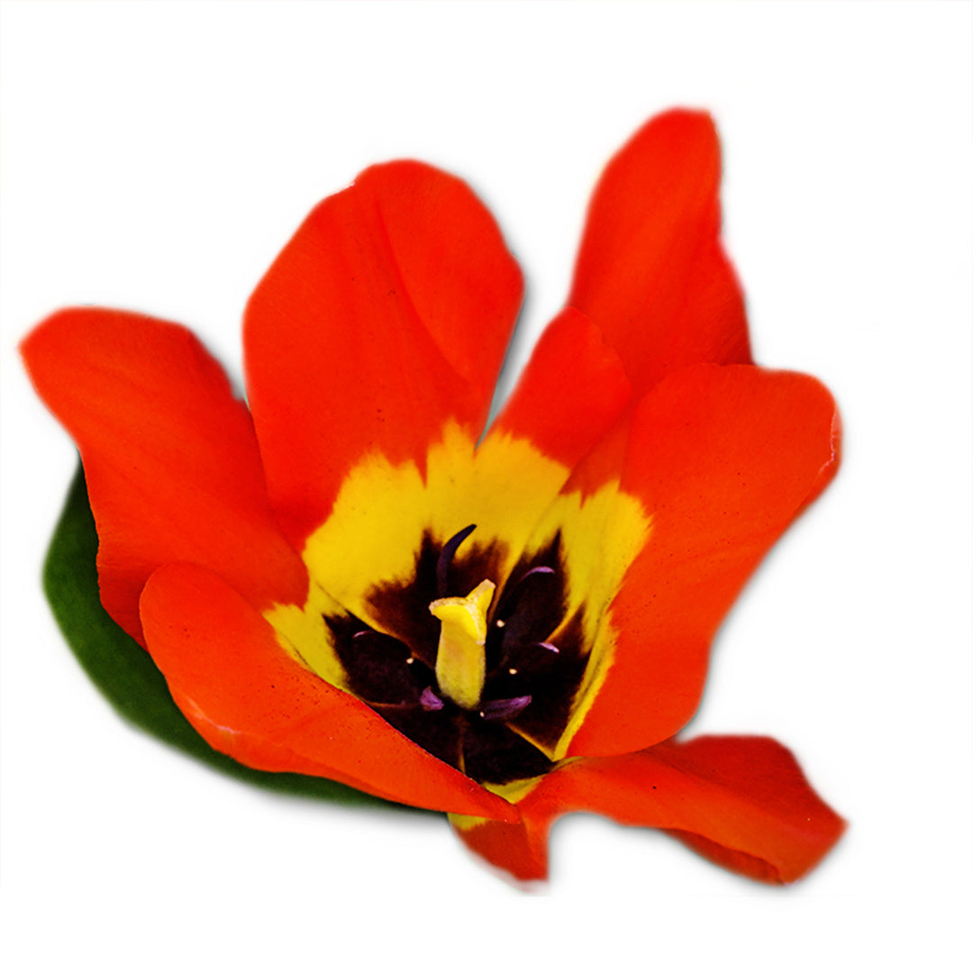 A single Juan Tulip bloom on white background.