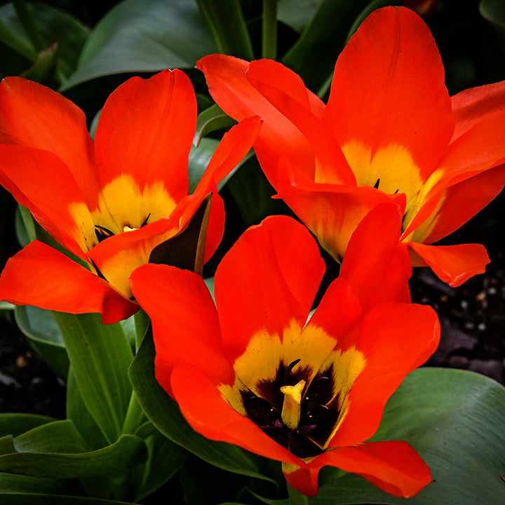 A top view of a trio of Juan Tulips blooming in the gardens.